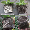 Premium Professional Compost 110 Litre Bundle Premium Professional Compost 110 Litre Bundle