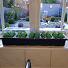 Pack of 3 Windowsill Propagator Kits