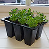 Pack of 3 Windowsill Propagator Kits