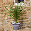 Wicker Textured Planter