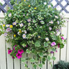 Easy Fill Wall Planters 50cm (20in) Pair
