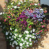 Easy Fill Wall Planters 50cm (20in) Pair