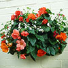 Easy Fill Wall Planters 50cm (20in) Pair