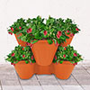 Stackable Planter Stackable Planter