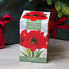 Amaryllis Red Velvet Gift Pack