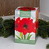 Amaryllis Red Velvet Gift Pack