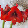 Amaryllis Red Velvet Gift Pack