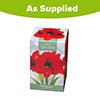 Amaryllis Red Velvet Gift Pack