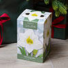 Amaryllis Snow Queen Gift Pack