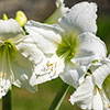 Amaryllis Snow Queen Gift Pack