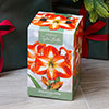 Amaryllis Christmas Star Gift Pack