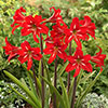 Amaryllis Christmas Star Gift Pack