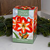 Amaryllis Christmas Star Gift Pack