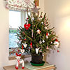 Potted Norway Spruce Christmas Tree