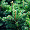 Potted Norway Spruce Christmas Tree