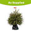 Potted Norway Spruce Christmas Tree