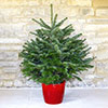 Living Pot-Grown Nordmann Fir