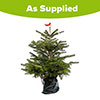 Living Pot-Grown Nordmann Fir