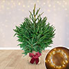 Christmas Gift Wrapped Norway Spruce Tree