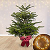 Christmas Gift Wrapped Nordmann Fir Tree Christmas Gift Wrapped Nordmann Fir Tree