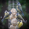 Suet Balls Bird Feed