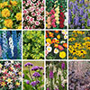 Cottage Garden Collection Cottage Garden Collection