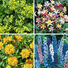 Cottage Garden Collection Cottage Garden Collection