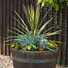 Pair of Cordyline and Decorative Planters