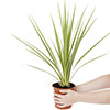 Pair of Cordyline and Decorative Planters
