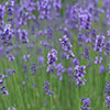 English Lavender Hidcote