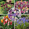 Spring Flowering 150 Bulb Collection