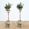 Pair of Olive Trees Gift Wrapped