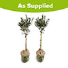 Pair of Olive Trees Gift Wrapped