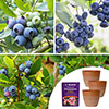 The Complete Blueberry Collection with Compost