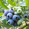 Complete Juicy Blueberry Collection