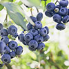Complete Juicy Blueberry Collection