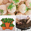 Complete Strawberry Pineberry Patio Collection Complete Strawberry Pineberry Patio Collection