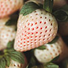 Complete Strawberry Pineberry Patio Collection Complete Strawberry Pineberry Patio Collection