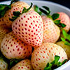 Complete Strawberry Pineberry Patio Collection Complete Strawberry Pineberry Patio Collection