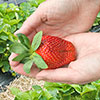 Complete Strawberry Sweet Colossus Patio Collection