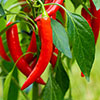 Pre-Planted Chilli Pepper Hanging Baskets