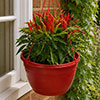 Pre-Planted Chilli Pepper Hanging Baskets