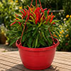 Pre-Planted Chilli Pepper Hanging Baskets