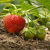 Everbearer Strawberry Sweet Summer