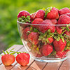 Everbearer Strawberry Sweet Summer