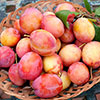 Plum Victoria