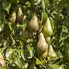 Conference Pear Tree