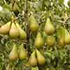 Conference Pear Tree