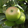 Bramley Apple Tree