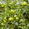 Bramley Apple Tree